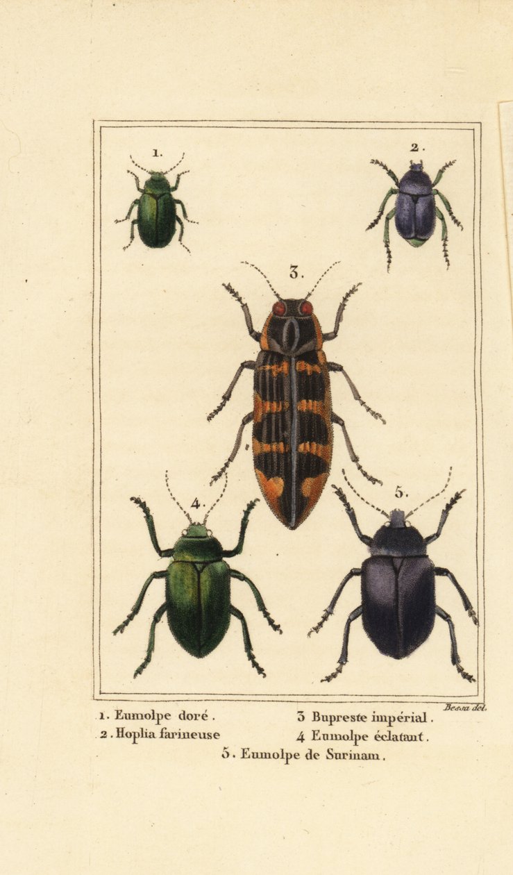 Dogbanebille, Chrysochus auratus 1, Hoplia argentea 2, banksia juvelbille, Cyrioides imperialis 3, Eumolpus fulgidus 4 og Eumolpus surinamensis 5 av Pancrace (after) Bessa