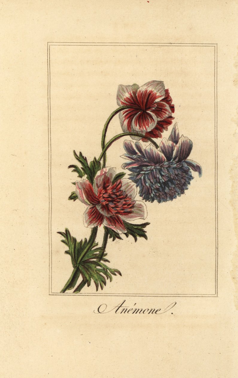 Hybrid valmueanemone, Anemone coronaria av Pancrace (after) Bessa