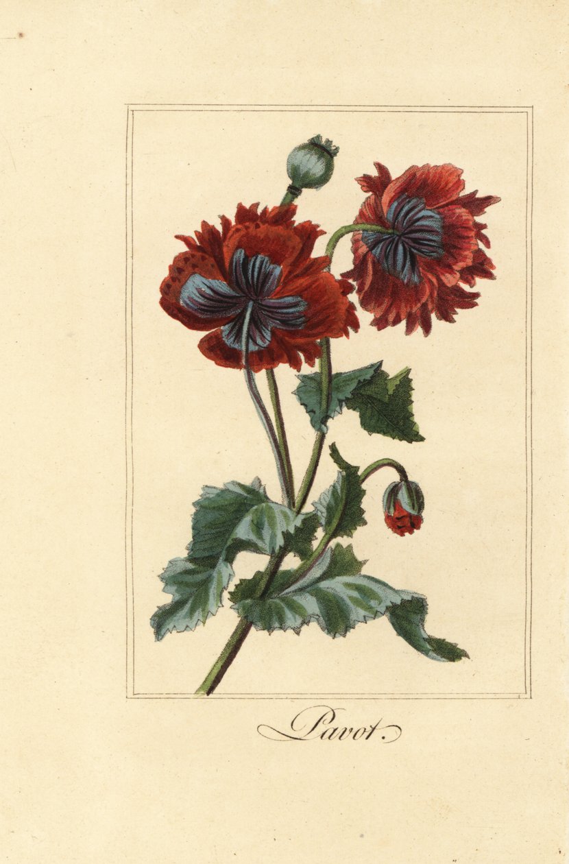 Hybrid utvalg av valmue, pavot, Papaver rhoeas av Pancrace (after) Bessa