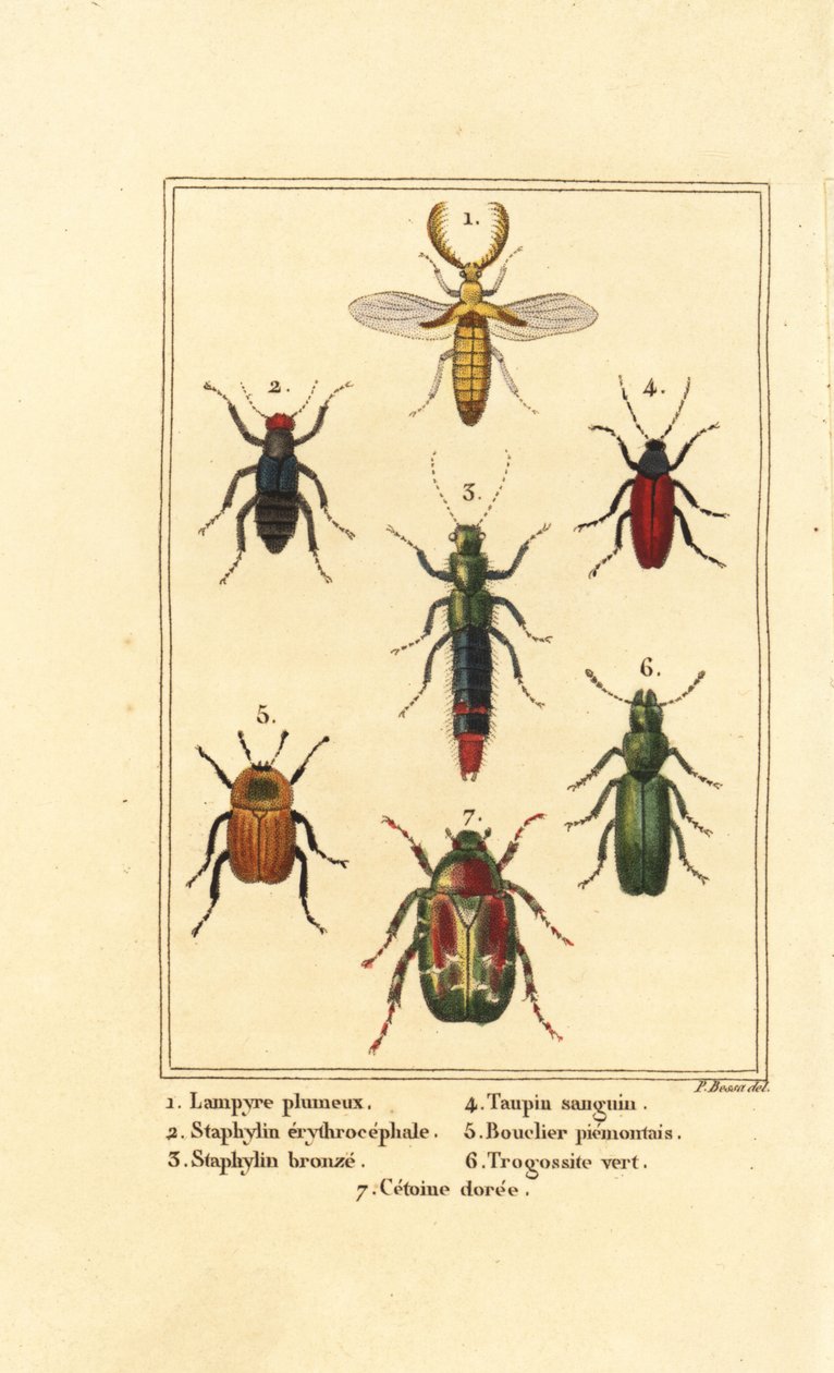 Lampyris-bille, rovbille, Staphylinus erythropterus 2, Staphylinus-art 3, Ampedus sanguineus 4, Silpha pedeonta 5, Temnoscheila virescens 6, og rosenål, Cetonia aurata 7 av Pancrace (after) Bessa