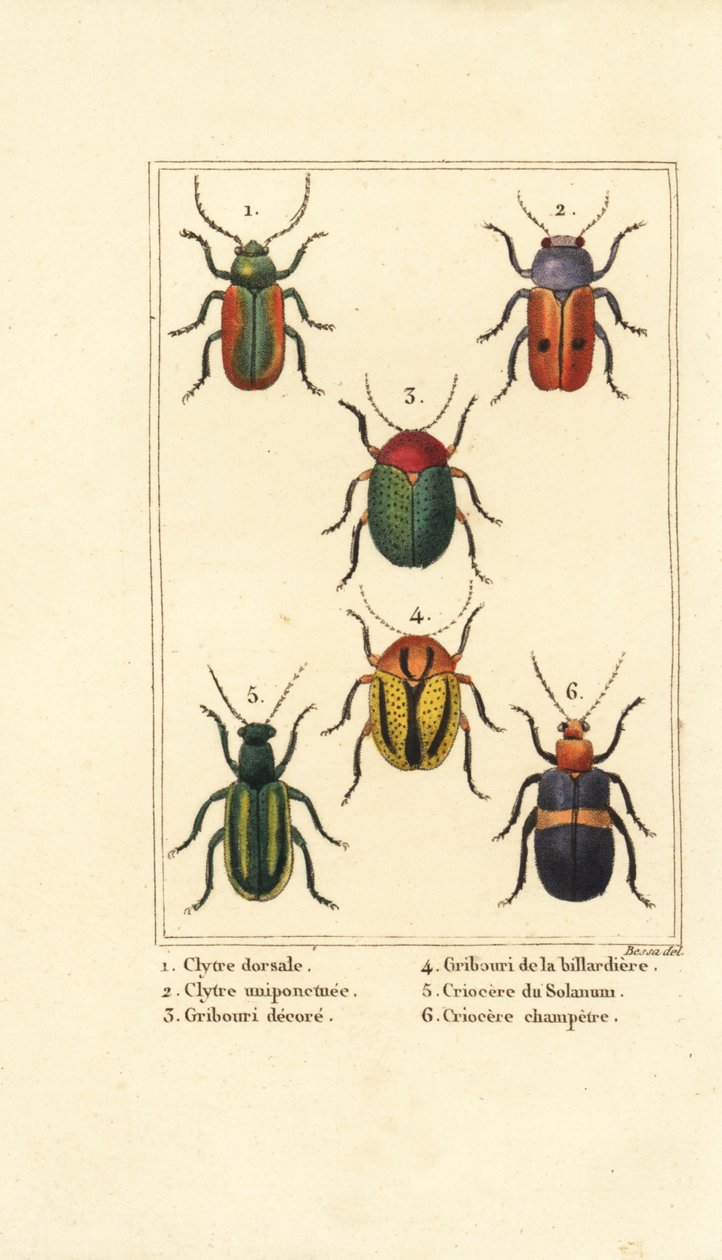 Bladbiller: Smaragdina limbata 1, Clytra laeviuscula 2, Cryptocephalus biller 3,4, Crioceris solani 5 og Chrysomela campestris 6 av Pancrace (after) Bessa