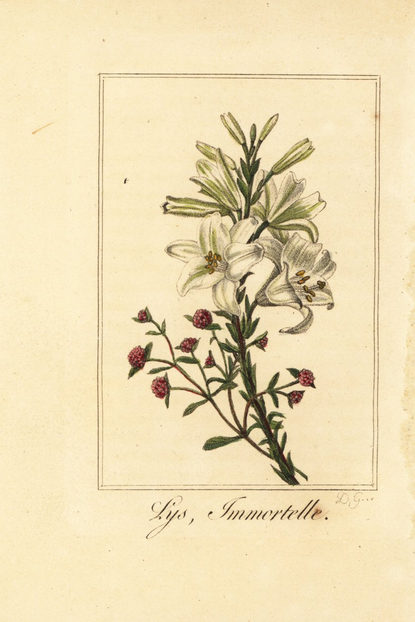 Lilje og rød evigvarende, Lys og udødelig, hvit lilje og blodig Helichrysum av Pancrace (after) Bessa