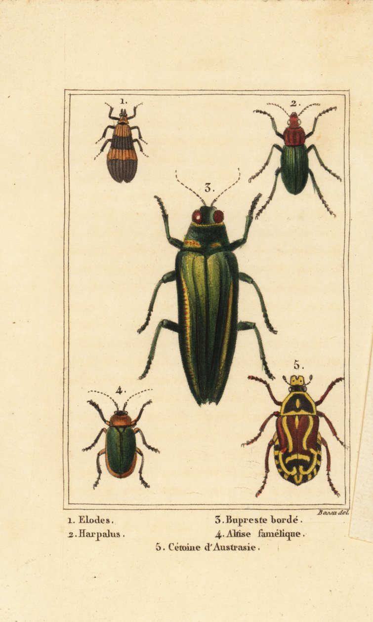 Myrbille, Elodes 1, Harpalus-bille 2, juvelbille, Buprestis 3, loppebille, Altica famelica 4, og rosenål, Cetonia-art 5 av Pancrace (after) Bessa