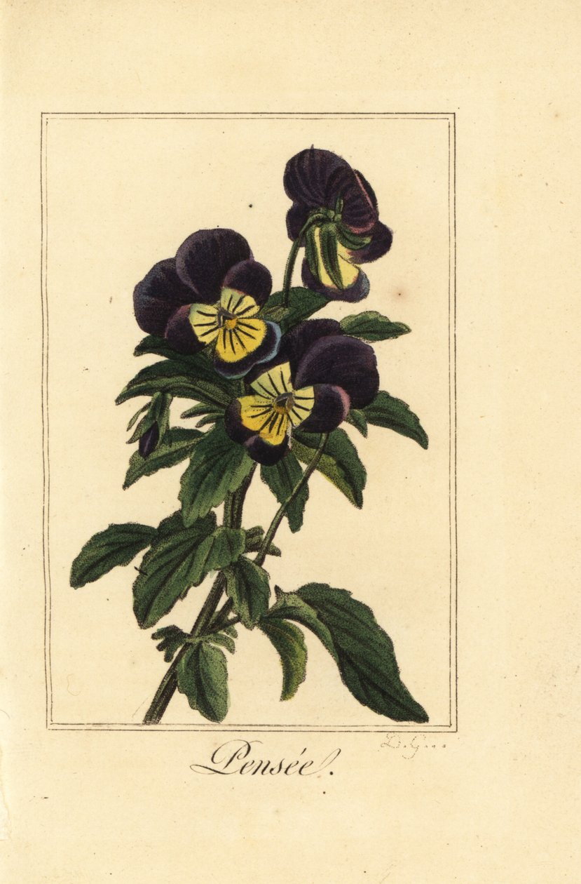 Stemorsblomst, pensee, Viola tricolor var. av Pancrace (after) Bessa