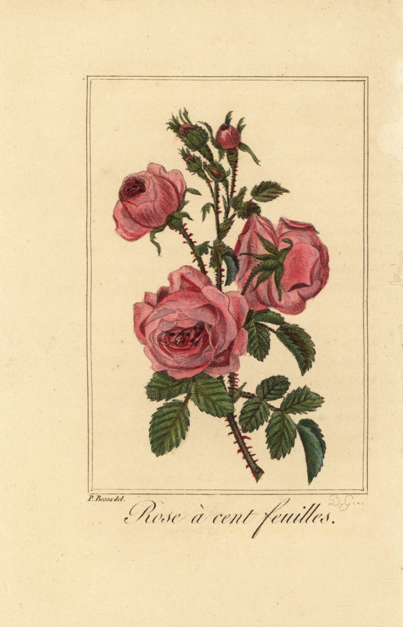Provence rose eller kålrose, Rose a cent feuilles, Rosa centifolia av Pancrace (after) Bessa