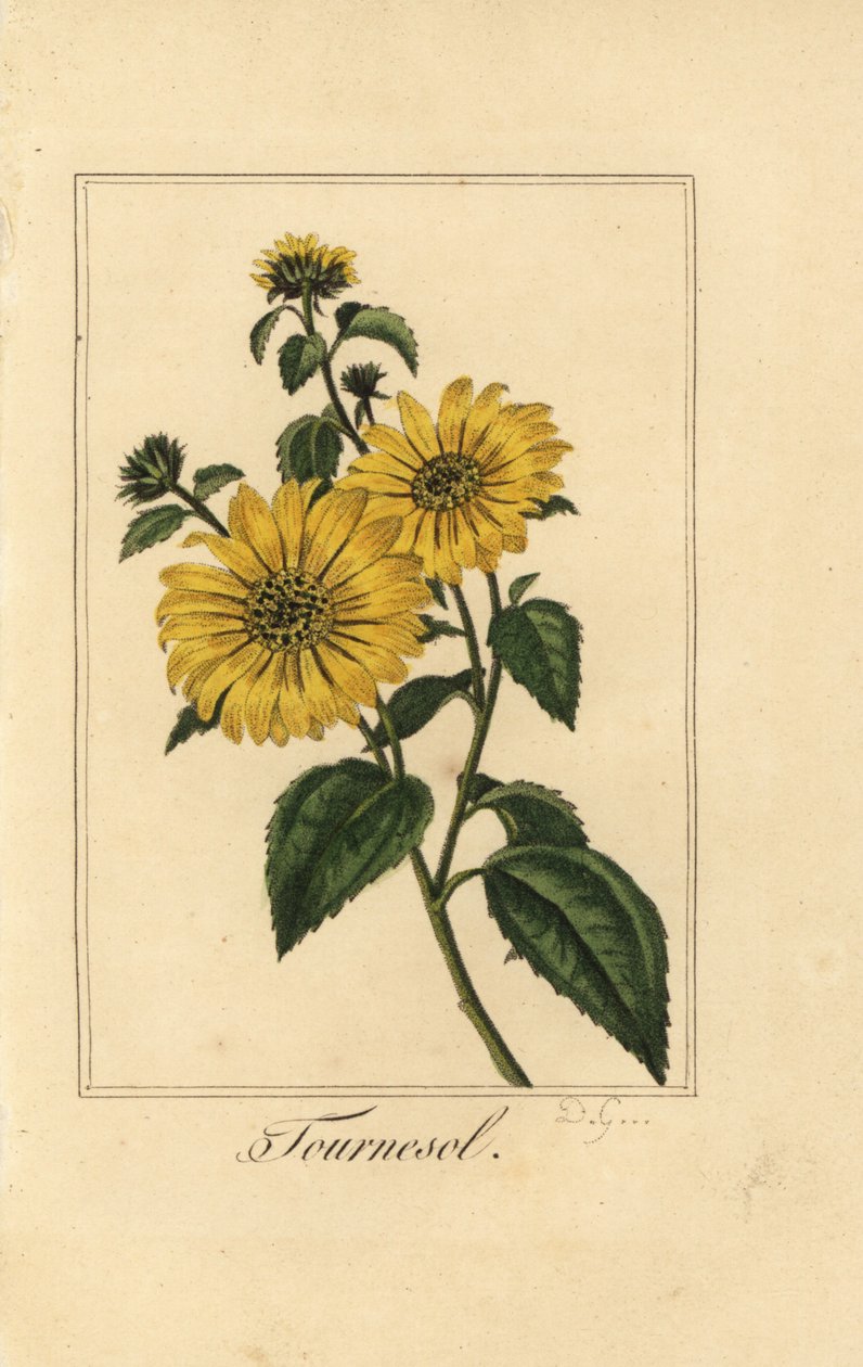Solsikke, turnesol, Helianthus annuus av Pancrace (after) Bessa