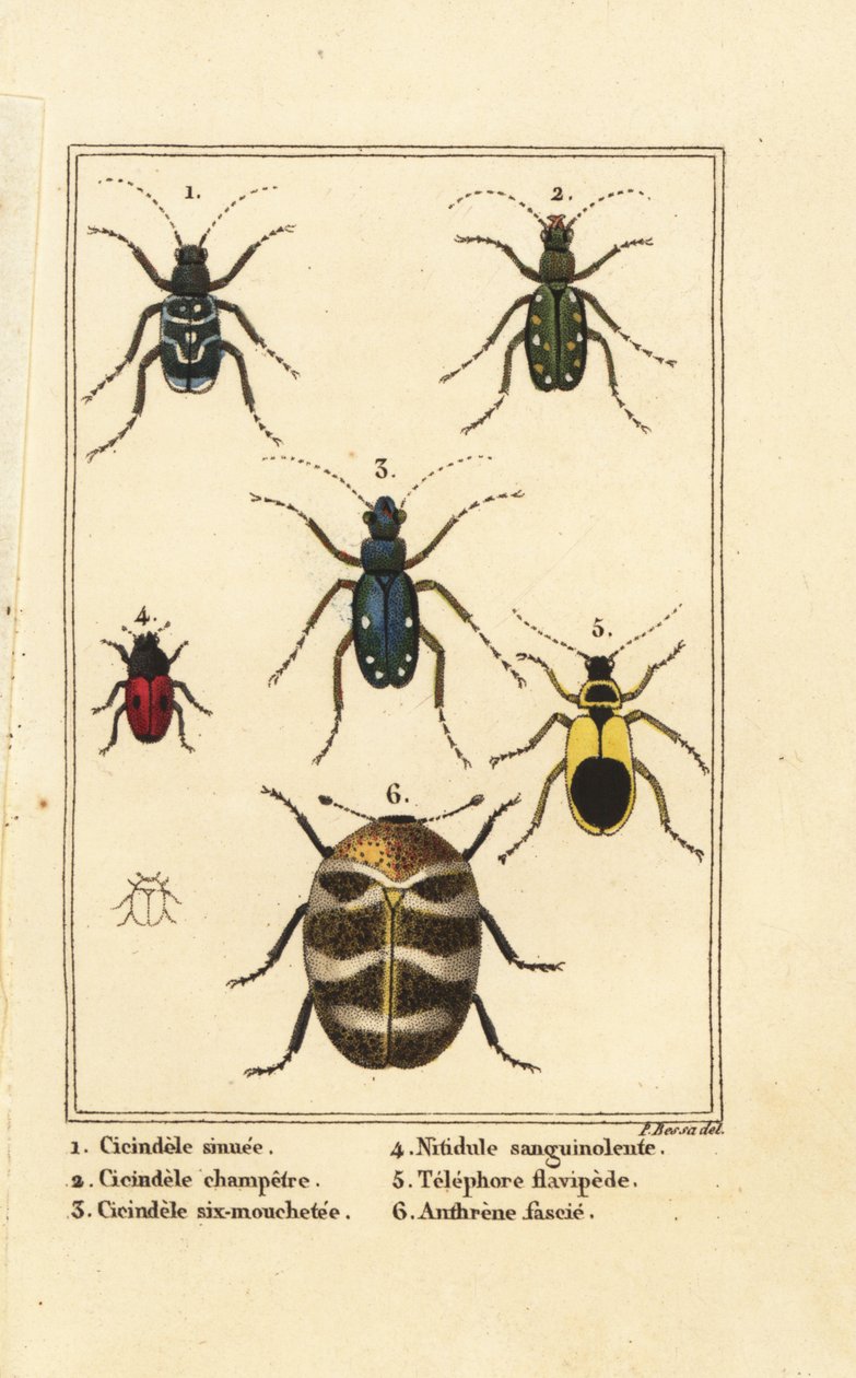 Tigerbiller, Cicindela sinuata 1, Cicindela campestris 2, Cicindela sexguttata 3, Nitidula bloodstained 4, variert teppebille, gulaktig telephore 5, Anthrenus verbasci 6 av Pancrace (after) Bessa