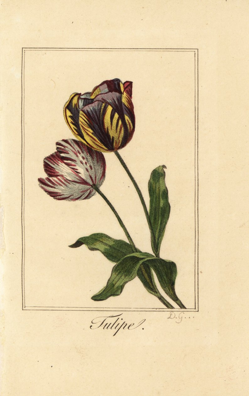 Varianter av tulipan, tulipan, Tulipa gesneriana av Pancrace (after) Bessa
