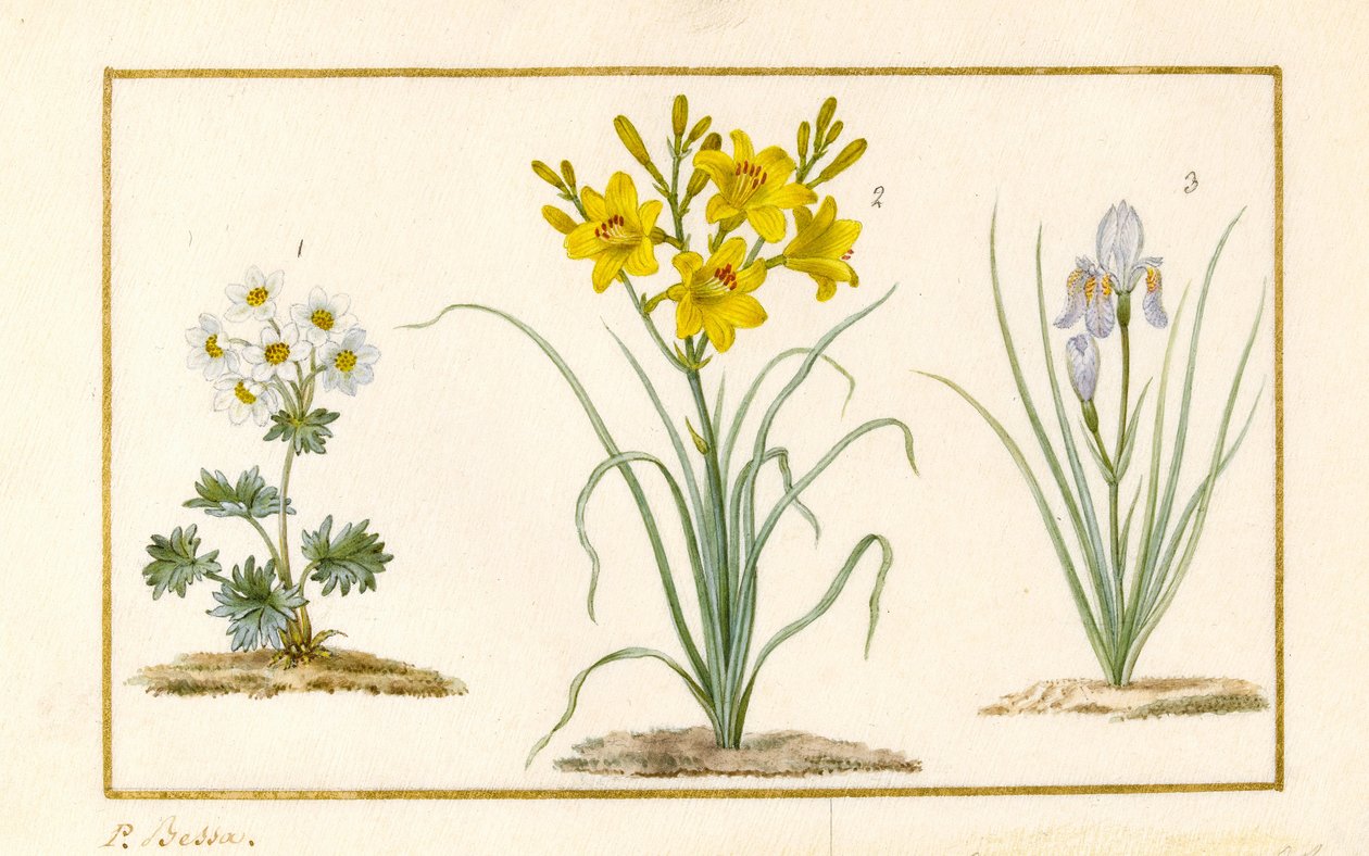 Annemone, Hemerocale og Iris (detalj) (grafitt, wc og kroppsfarge på vellum) av Pancrace Bessa