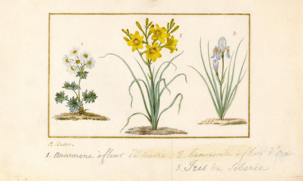 Annemone, Hemerocale og Iris (grafitt, wc og kroppsfarge på vellum) av Pancrace Bessa