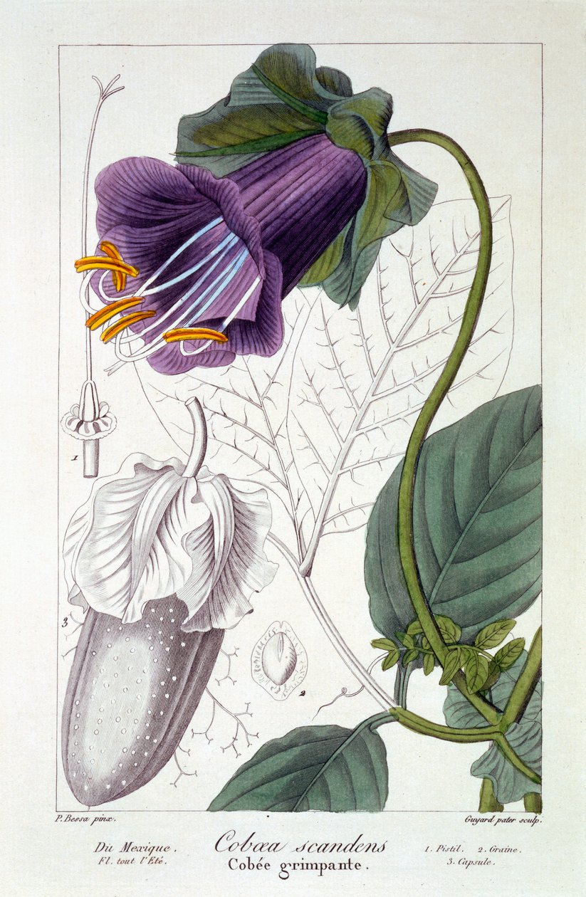 Cobaea scandens, 1836 (håndfarget gravering) av Pancrace Bessa