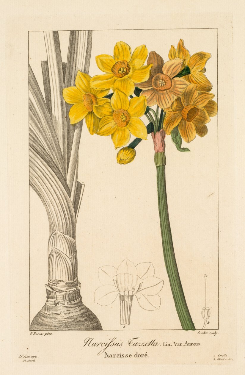 Flora av gartnere, hobbyister og produsenter: Polyanthus eller Cluster Narcissus, 1836. av Pancrace Bessa