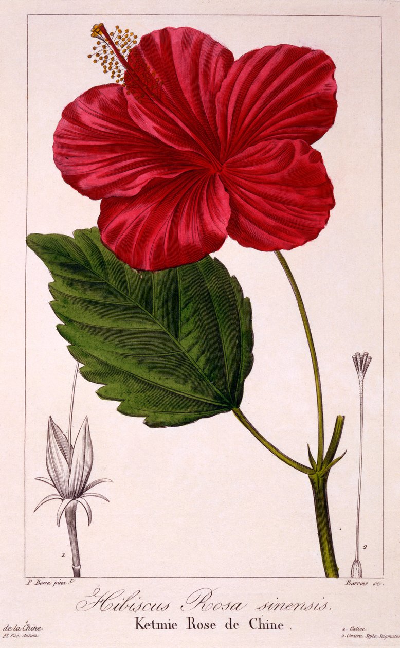 Hibiscus rosa-sinensis, 1836 (håndfarget gravering) av Pancrace Bessa