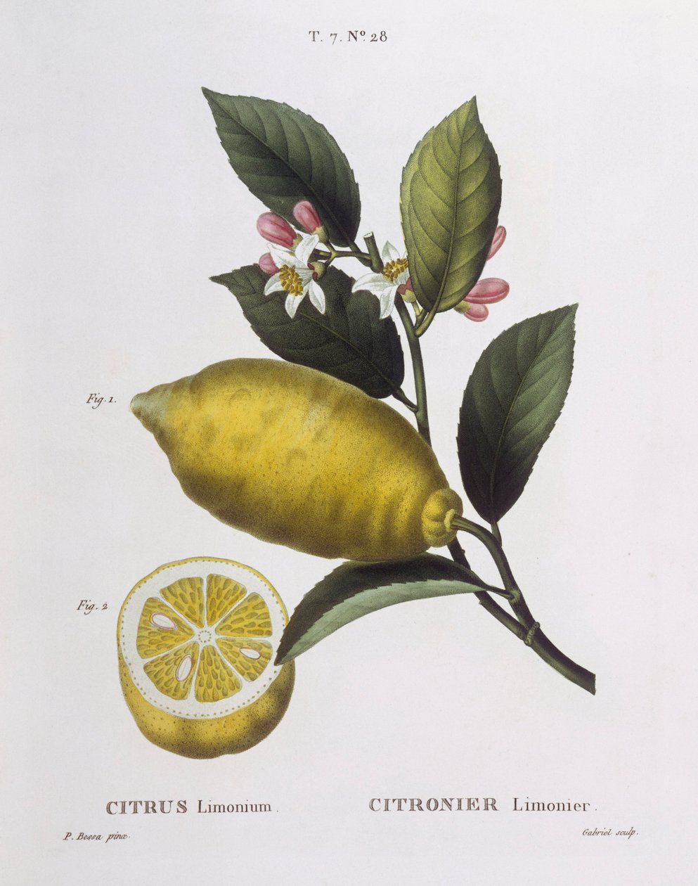 Sitron (Citrus limonium), Henry Louis Duhamel du Monceau, botanisk tallerken av Pancrace Bessa av Pancrace Bessa