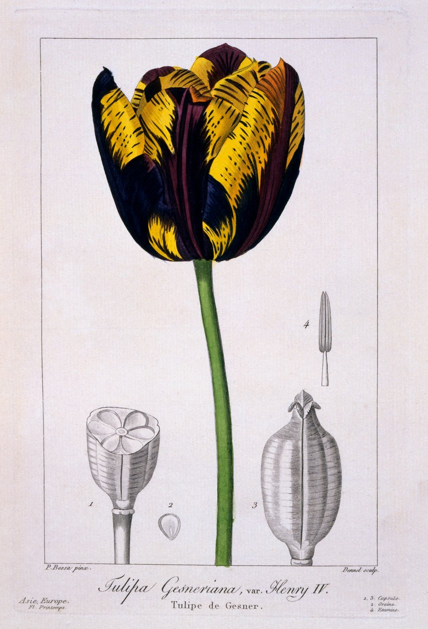 Tulipan av kong Henry IV, 1836 (håndfarget gravering) av Pancrace Bessa
