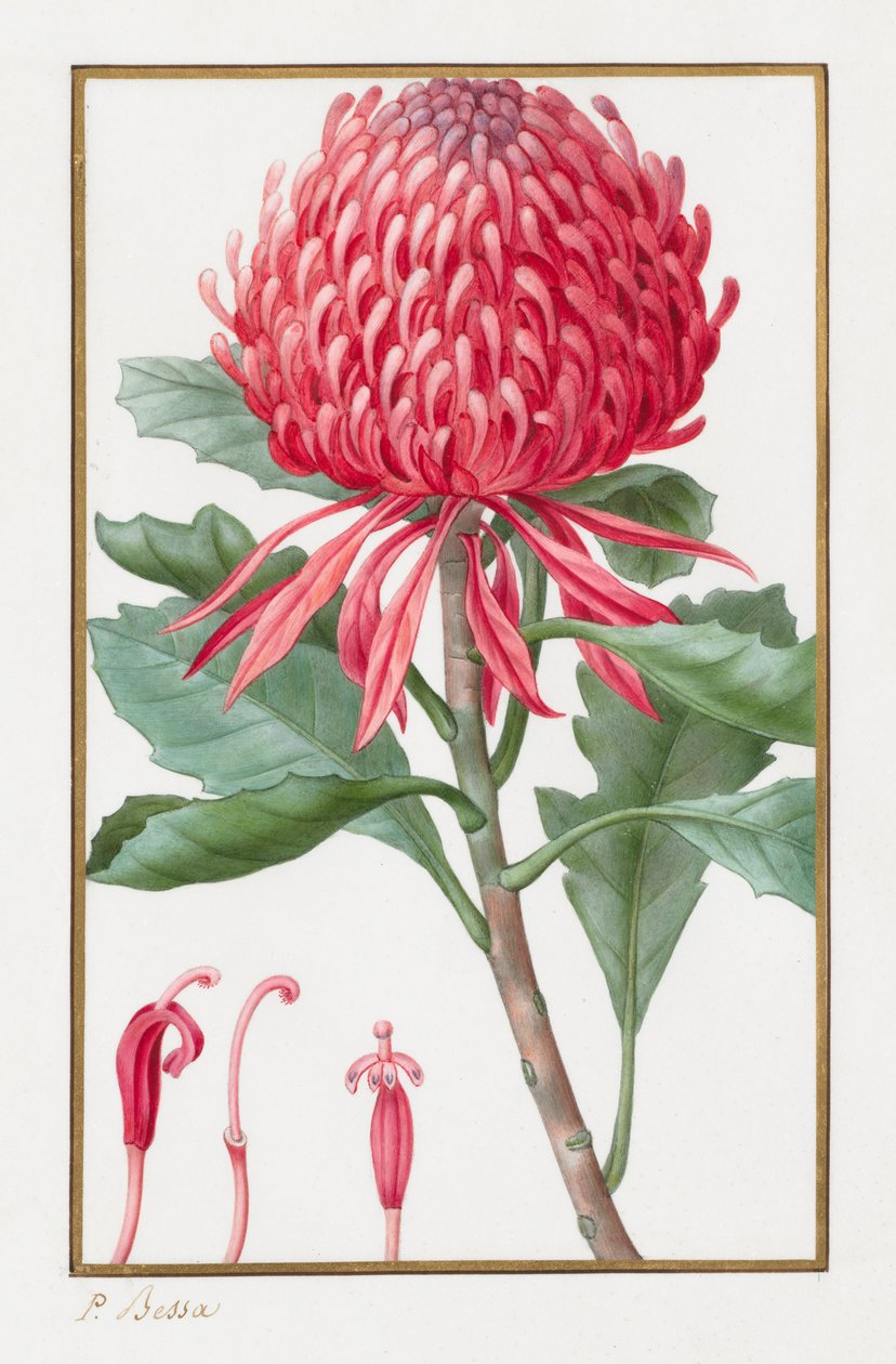 Uten tittel, 1828-1835. av Pancrace Bessa