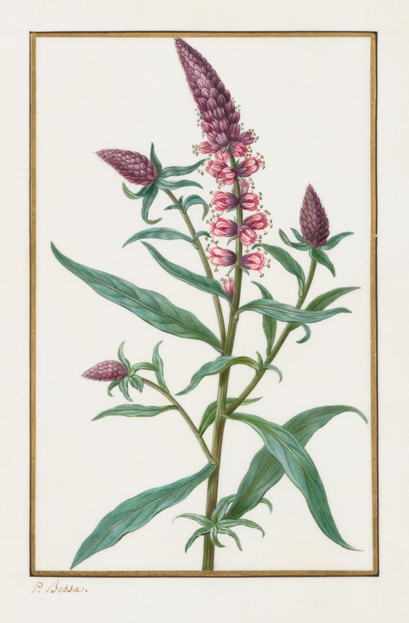 Uten tittel, 1828-1835. av Pancrace Bessa