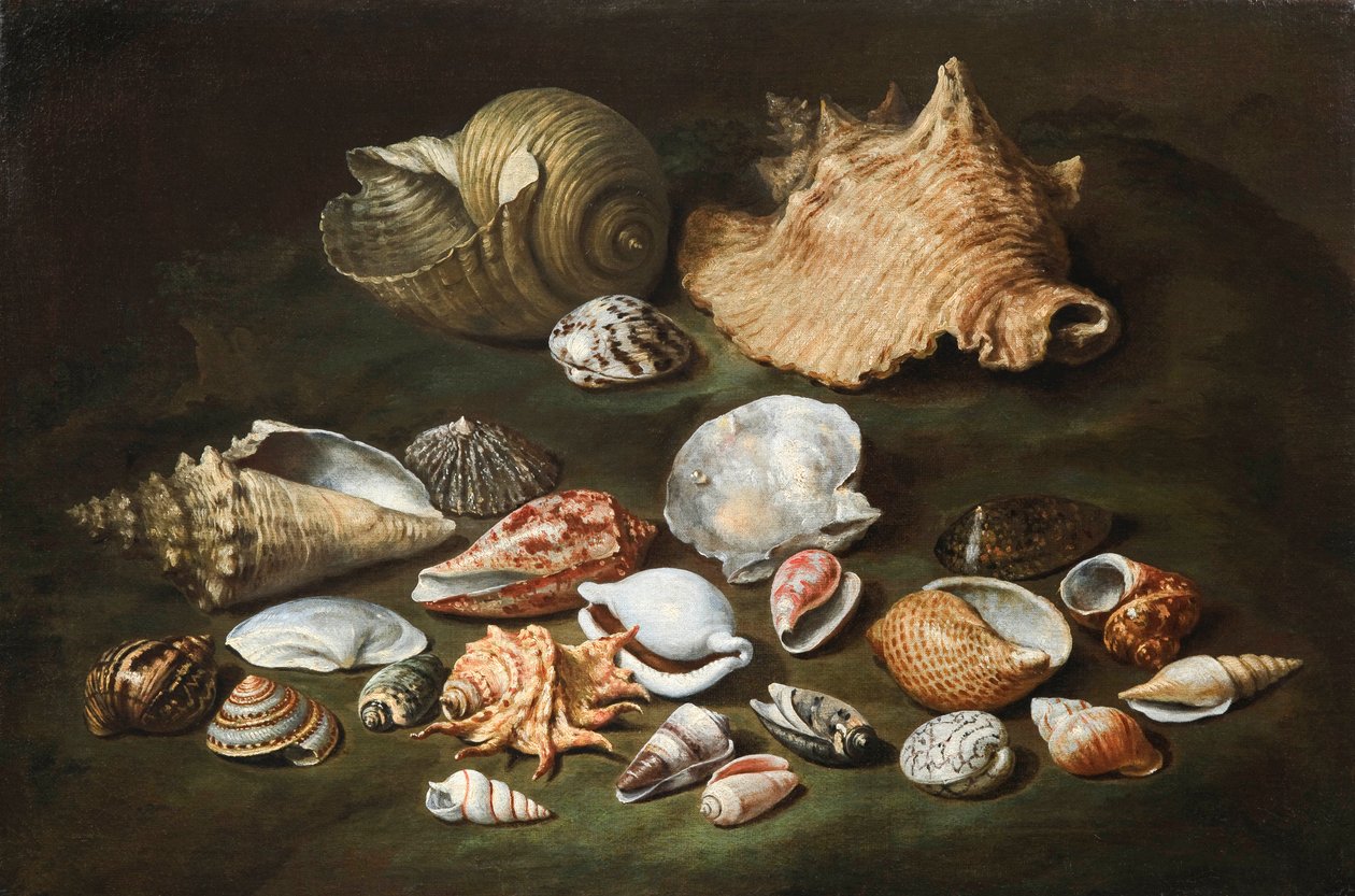 "Still life with shells" Maleri av Paolo Porpora (1617-1673), - Olje på lerret, størrelse 44,5x67 cm Fondation Custodia av Paolo Porpora