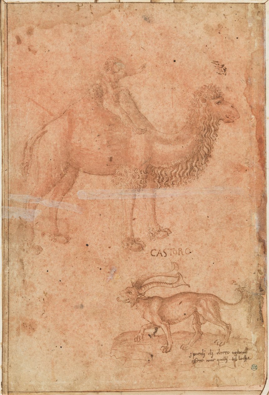 Ein Kamel mit einem reitenden Kind. Darunter ein fabelhaftes Tier (Castoro) av Paolo Uccello