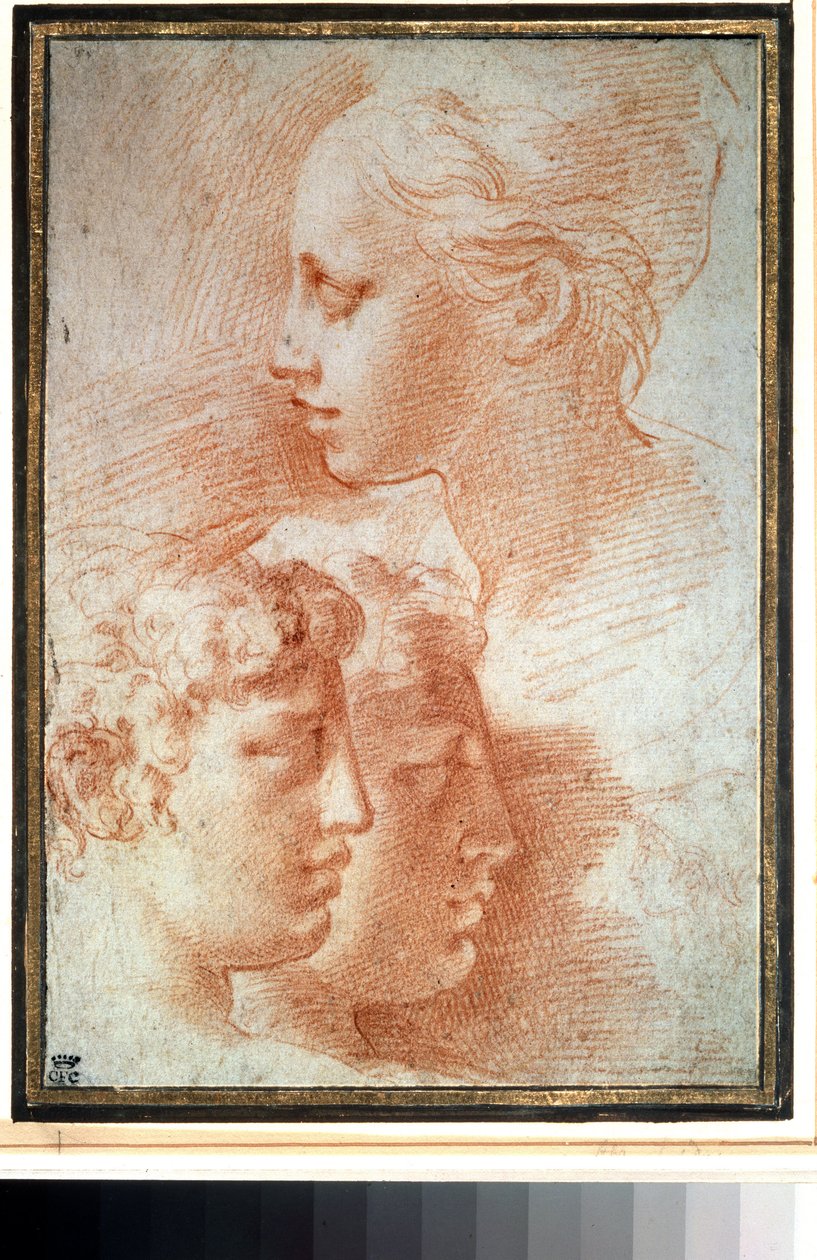 "Etude de tetes" (Studium av hodene). Ansiktsprofil av ung jente og gutter. Tegning av Girolamo Francesco Maria Mazzola eller Mazzuoli dit il Parmigianino (The Parmesan av Parmigianino
