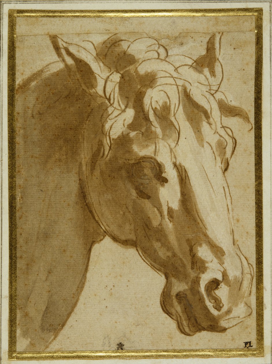 Hodet og halsen til en hest (penn og brunt blekk med vask på krempapir) av Parmigianino