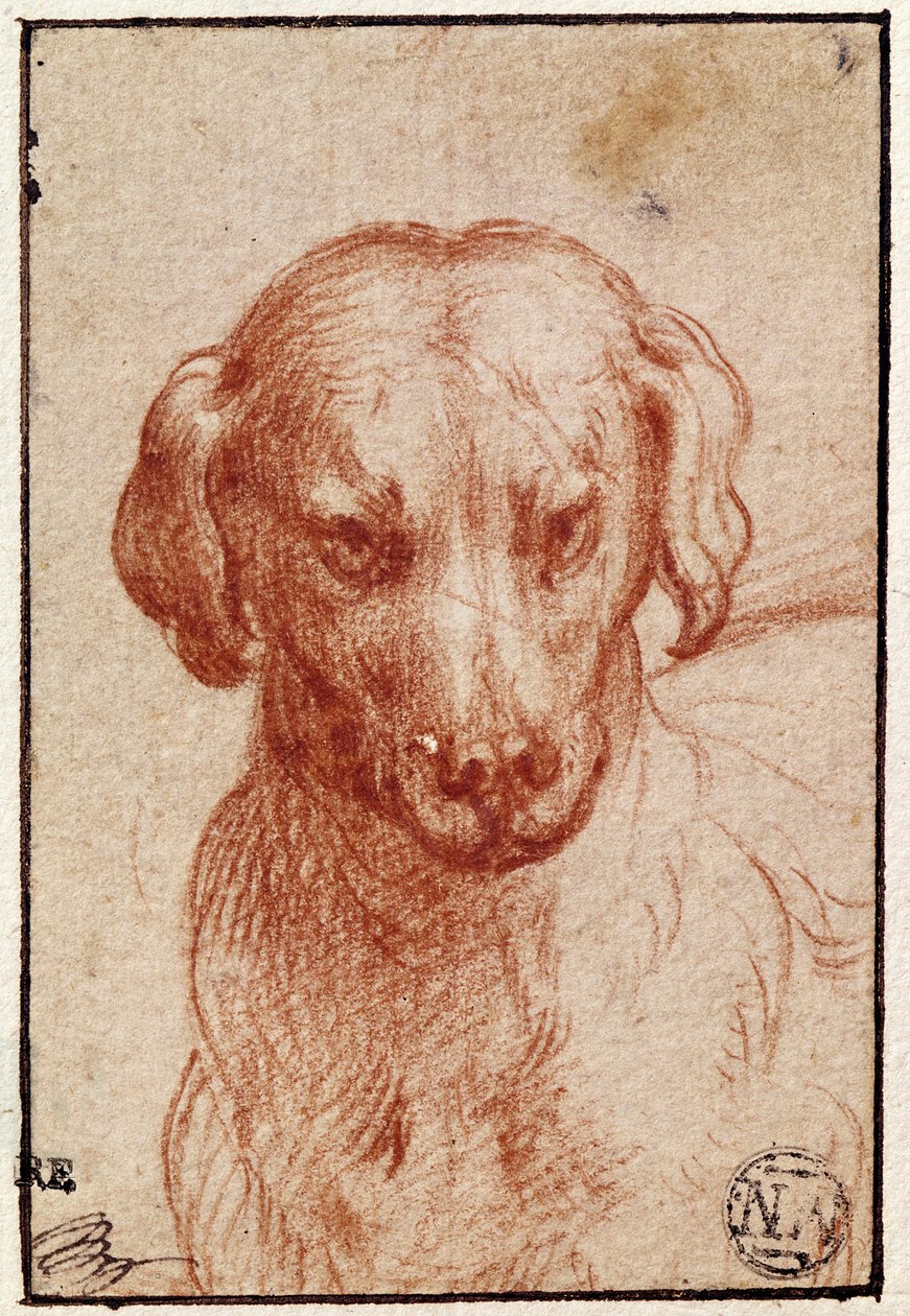 Hodet til en hund (rødt kritt på papir) av Parmigianino