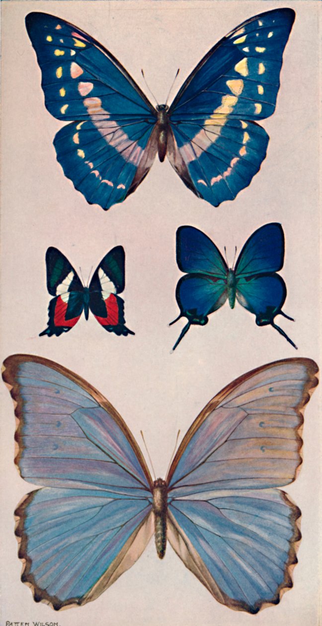 Noen av Rios sommerfugler, 1914 av Patten Wilson