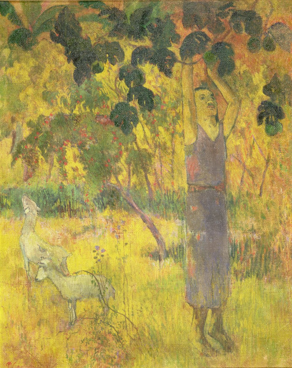 Mann plukker frukt fra et tre, 1897 av Paul Gauguin