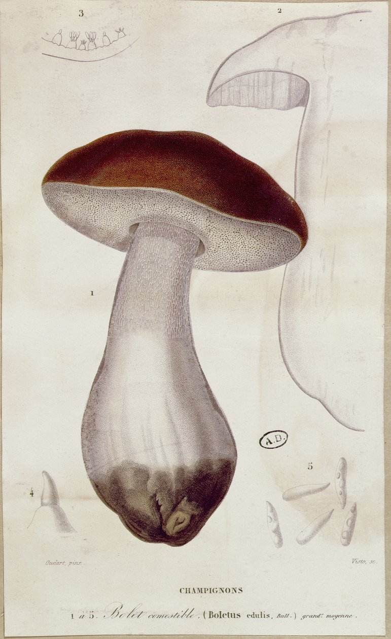 Boletus edulis, illustrasjon for en utgave av 