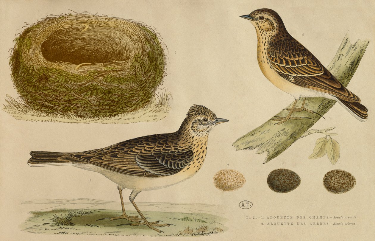 Skylark og treelark (fargegravering) av Paul Louis Oudart
