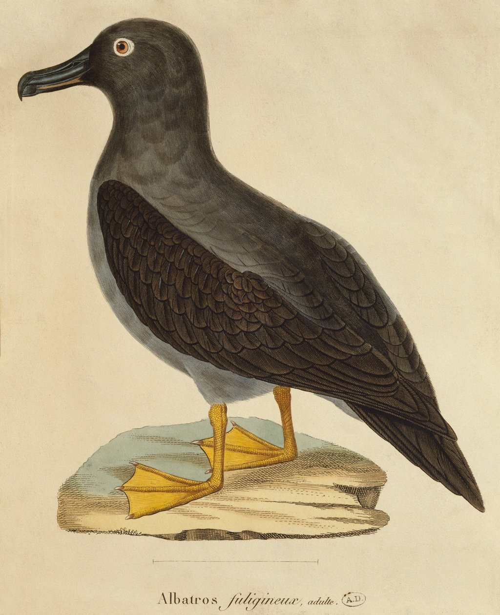 Sooty Albatross (fargegravering) av Paul Louis Oudart