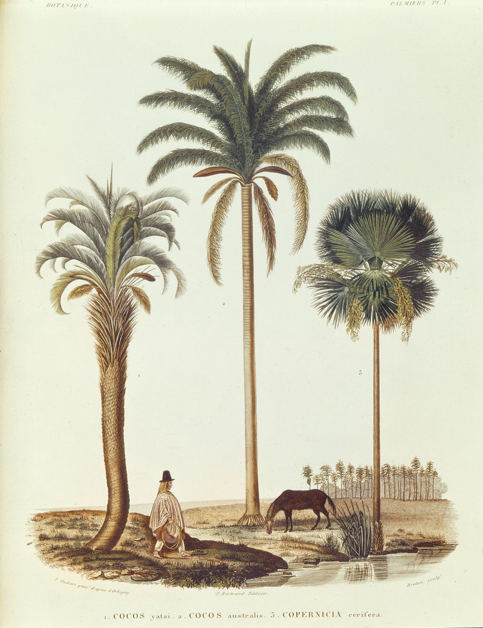 Arter av argentinsk palmetre, illustrasjon fra Voyage dans lAmerique Meridionale av Alcide dOrbigny, gravert av Breton, 1847 av Paul Louis Oudart