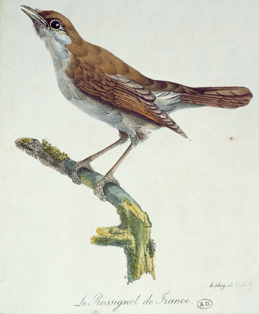 Nattergalen av Frankrike, ca. 1830 av Paul Louis Oudart