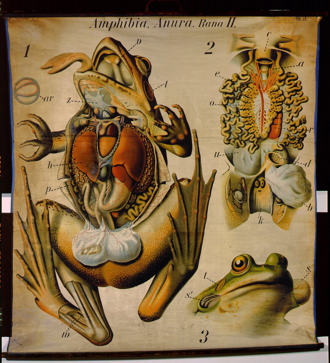 Anatomy of a Rana, nr.27, Pfurtschellers zoologiske veggkart av Paul Pfurtscheller