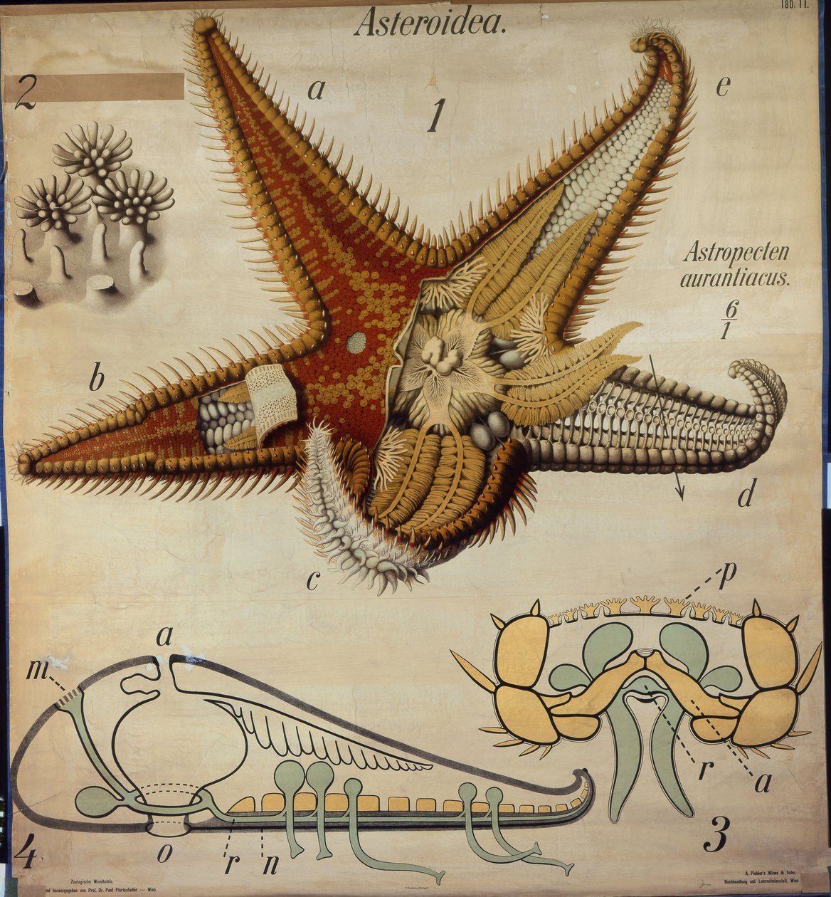 Astropecten, nr. 11, Pfurtschellers zoologiske veggkart av Paul Pfurtscheller