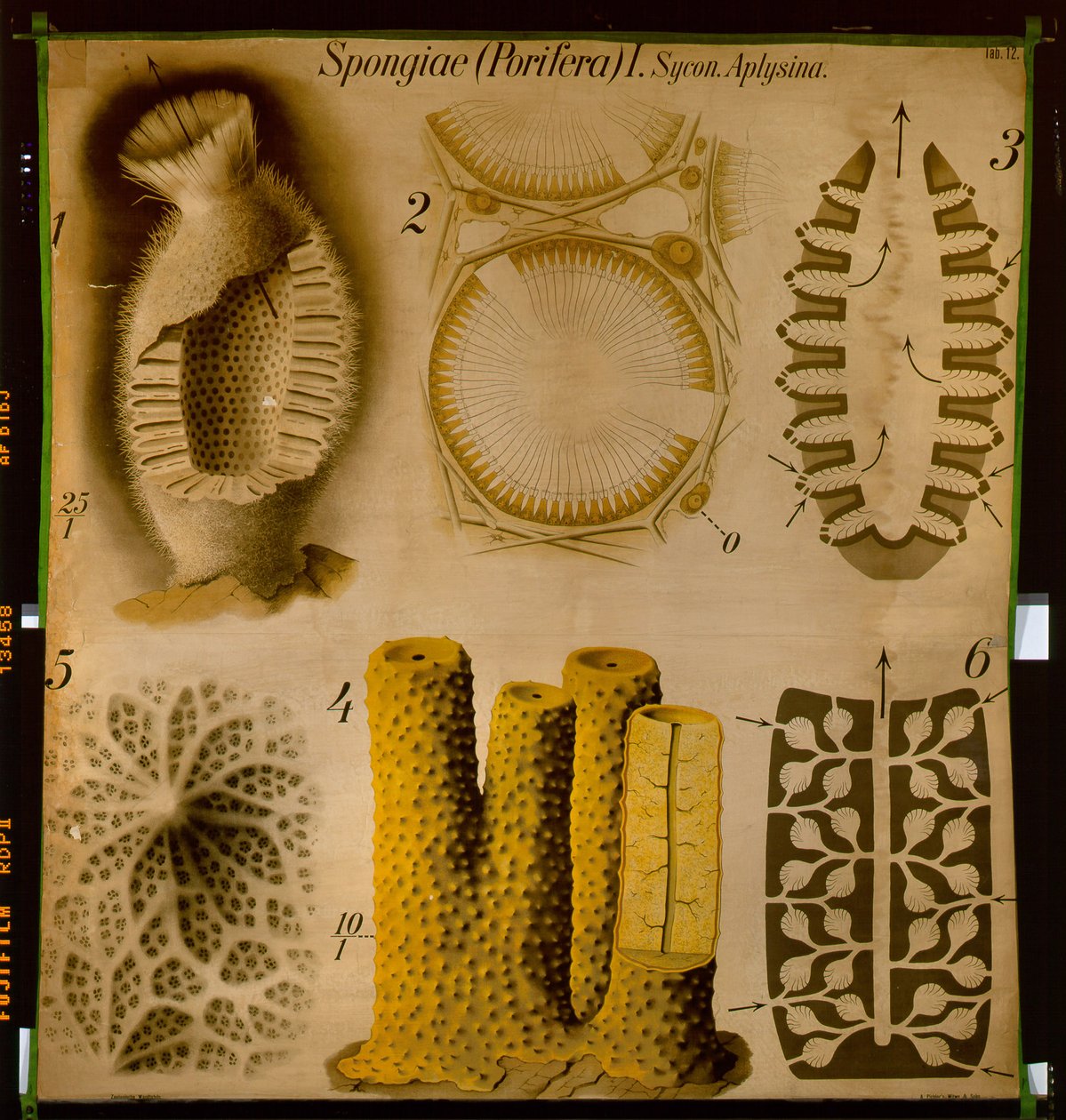 Sycon og Aplysina, nr. 12, Pfurtschellers zoologiske veggdiagram av Paul Pfurtscheller
