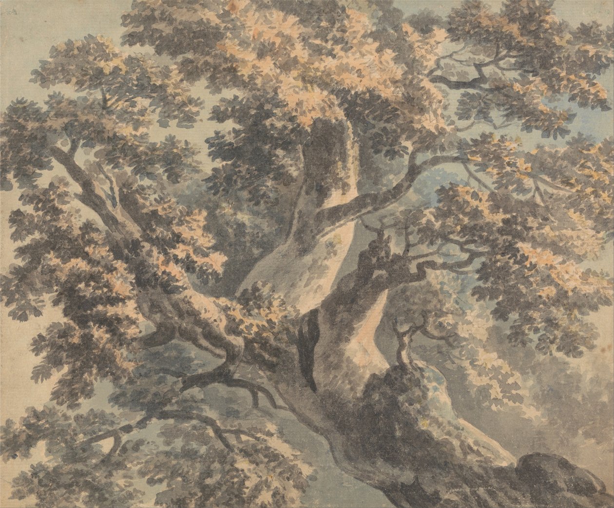 Studie av et tre av Paul Sandby