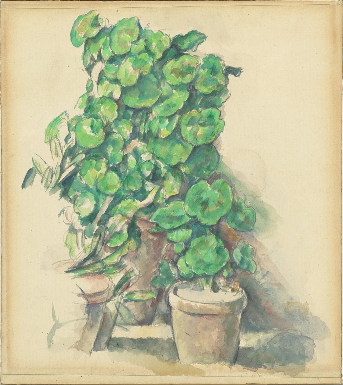 Pelargonier av Paul Cézanne