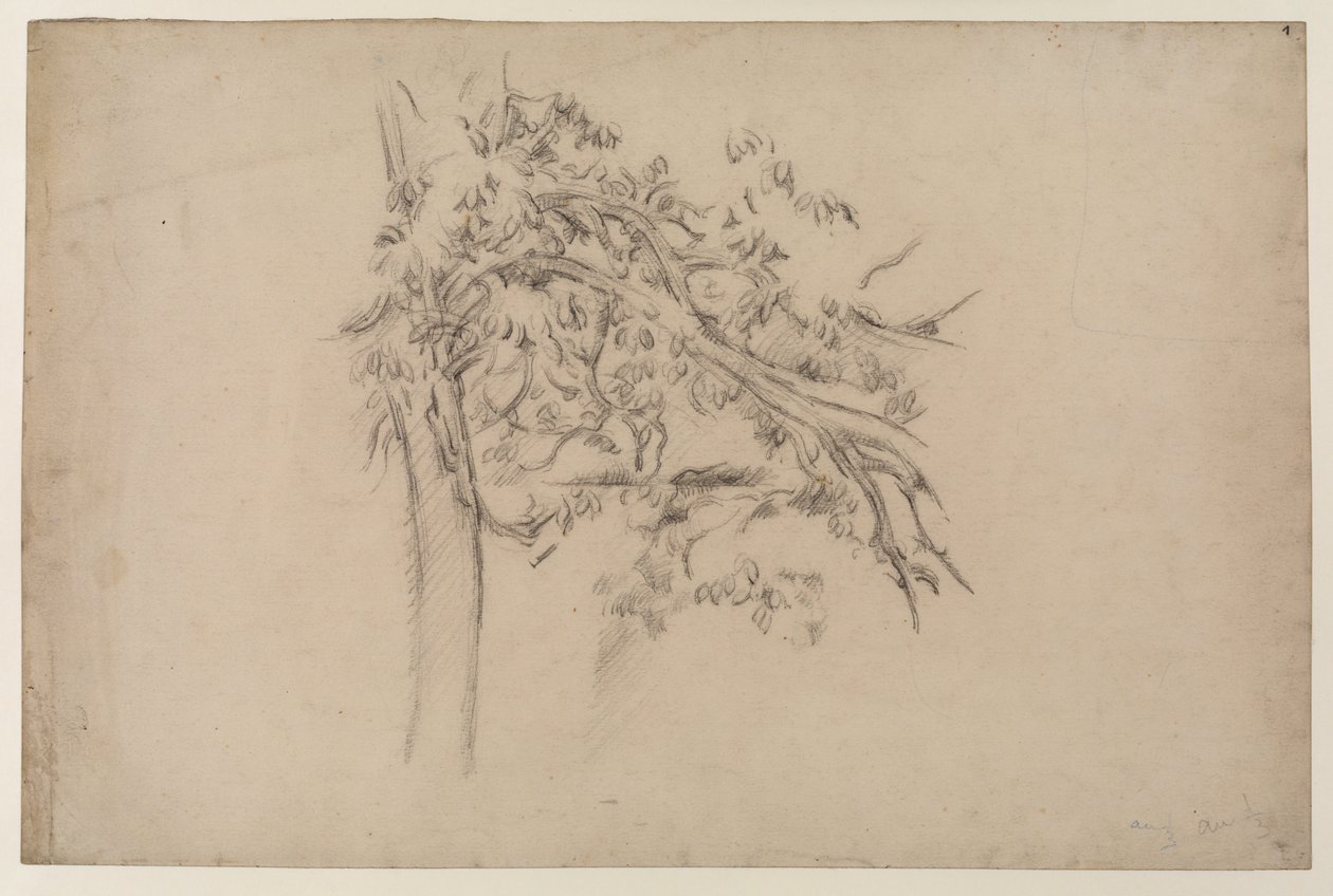 Study of a Tree, ca. 1885-87 (grafitt på papir) av Paul Cézanne