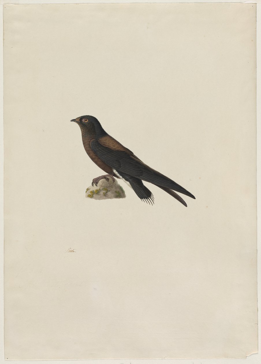 Nålehalet Swift (Hirundapus caudacutus) av Paul Huet