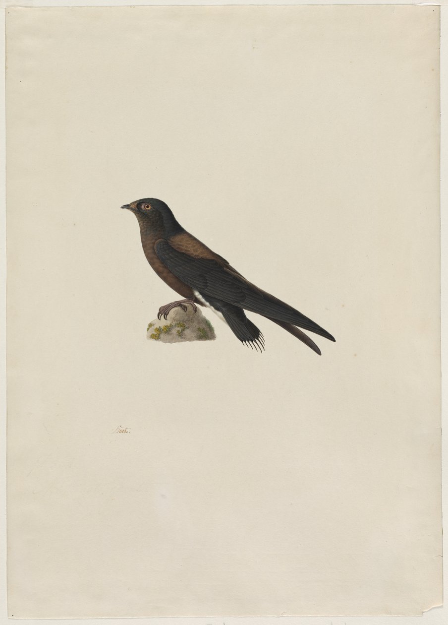 Nålehalesnurr Hirundapus caudaculus, 1800-tallet. av Paul Huet