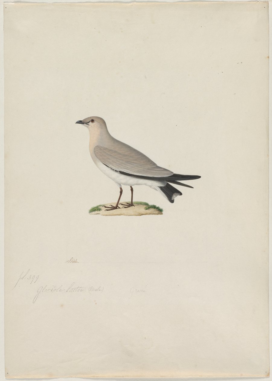 Liten Pratincole Glareola lactea, 1800-tallet. av Paul Huet