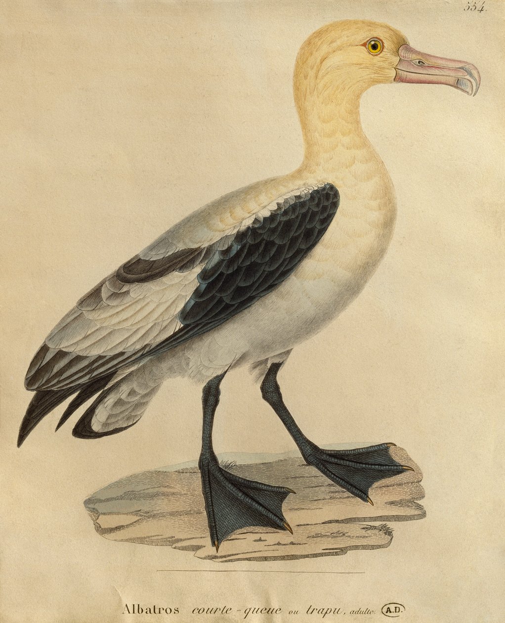 Albatross med kort hale (fargegravering) av Paul Louis Oudart