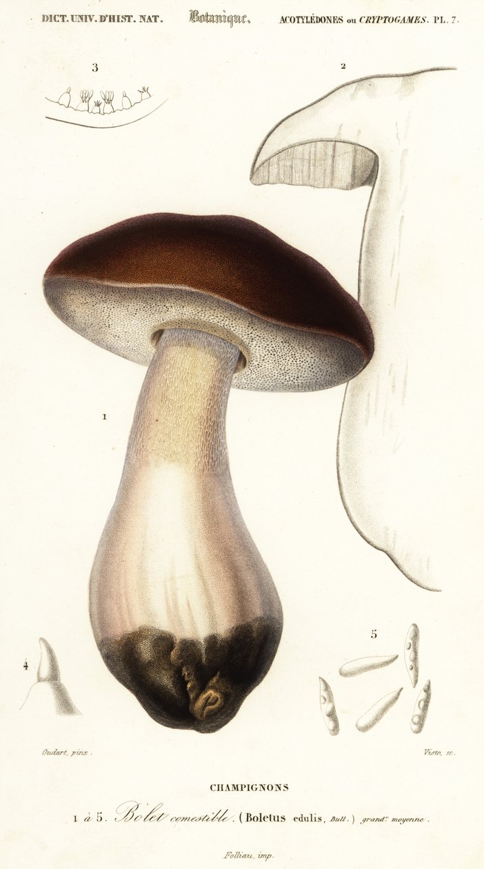 Cep, penny bun, porcino eller porcini sopp, Boletus edulis. ,1849 (gravering) av Paul Louis Oudart