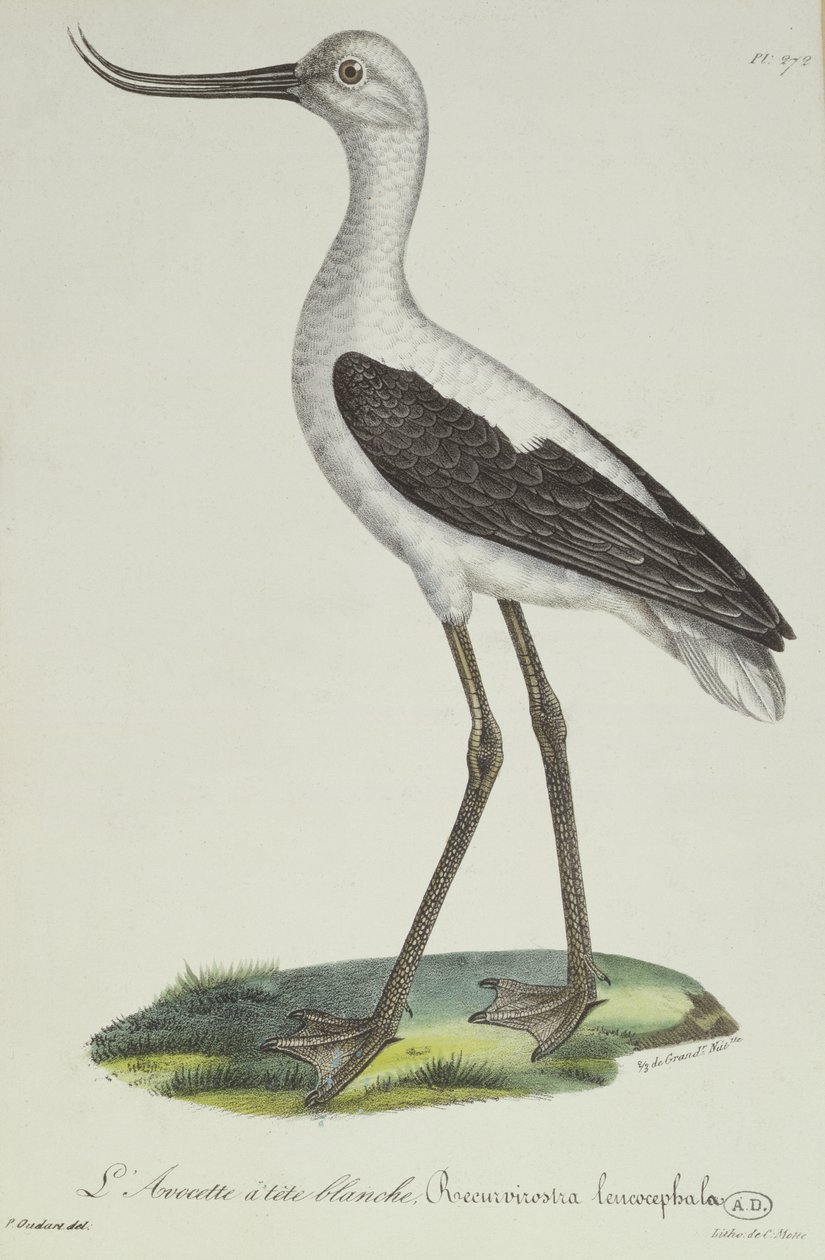 White-Headed Avocet, tidlig på 1800-tallet (fargegravering) av Paul Louis Oudart