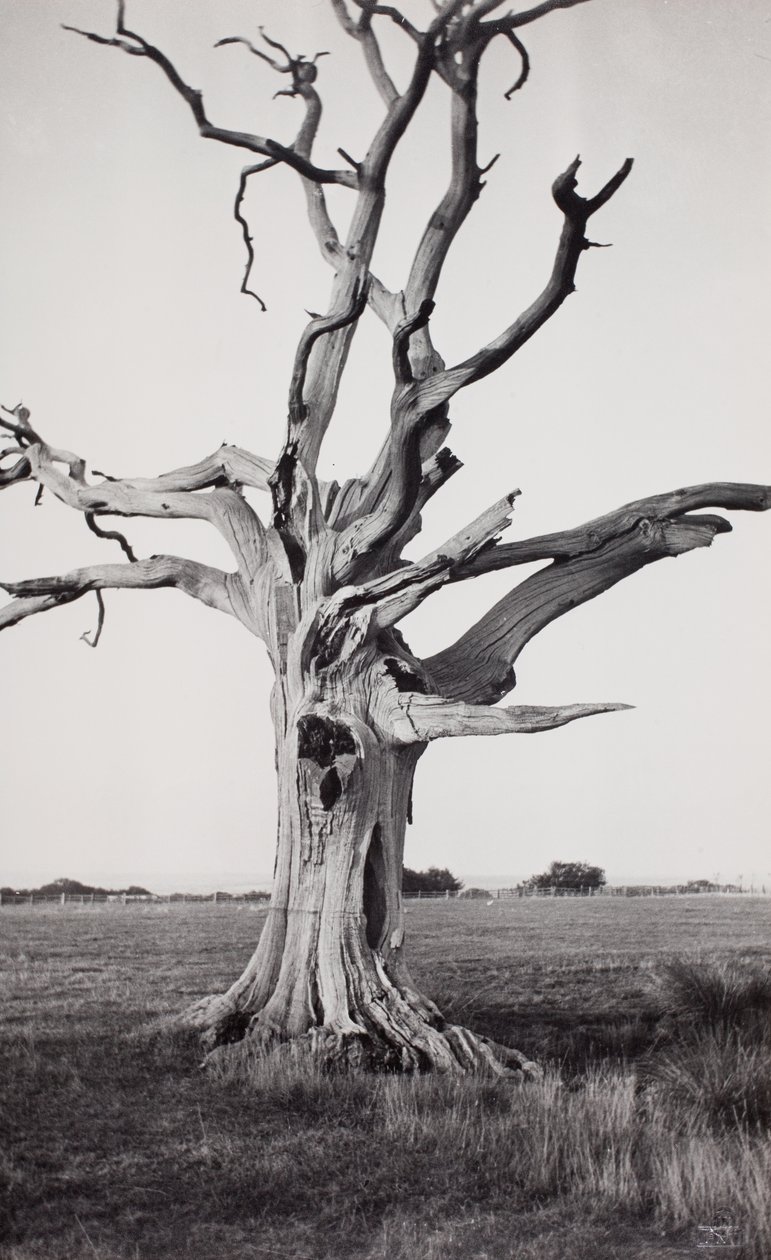  av Paul Nash