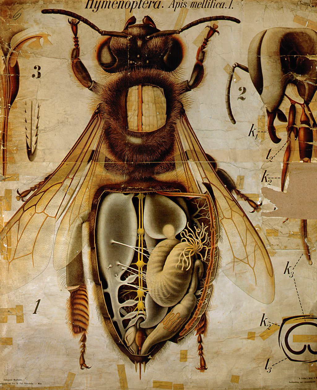 Anatomy of the Honey Bee, No.13, Pfurtscheller Zoological Wall Chart av Paul Pfurtscheller