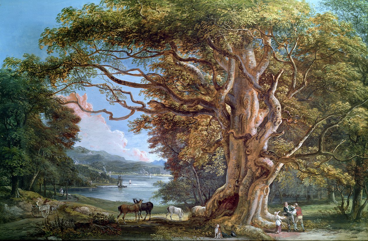 Et eldgammelt bøketre, 1794 av Paul Sandby