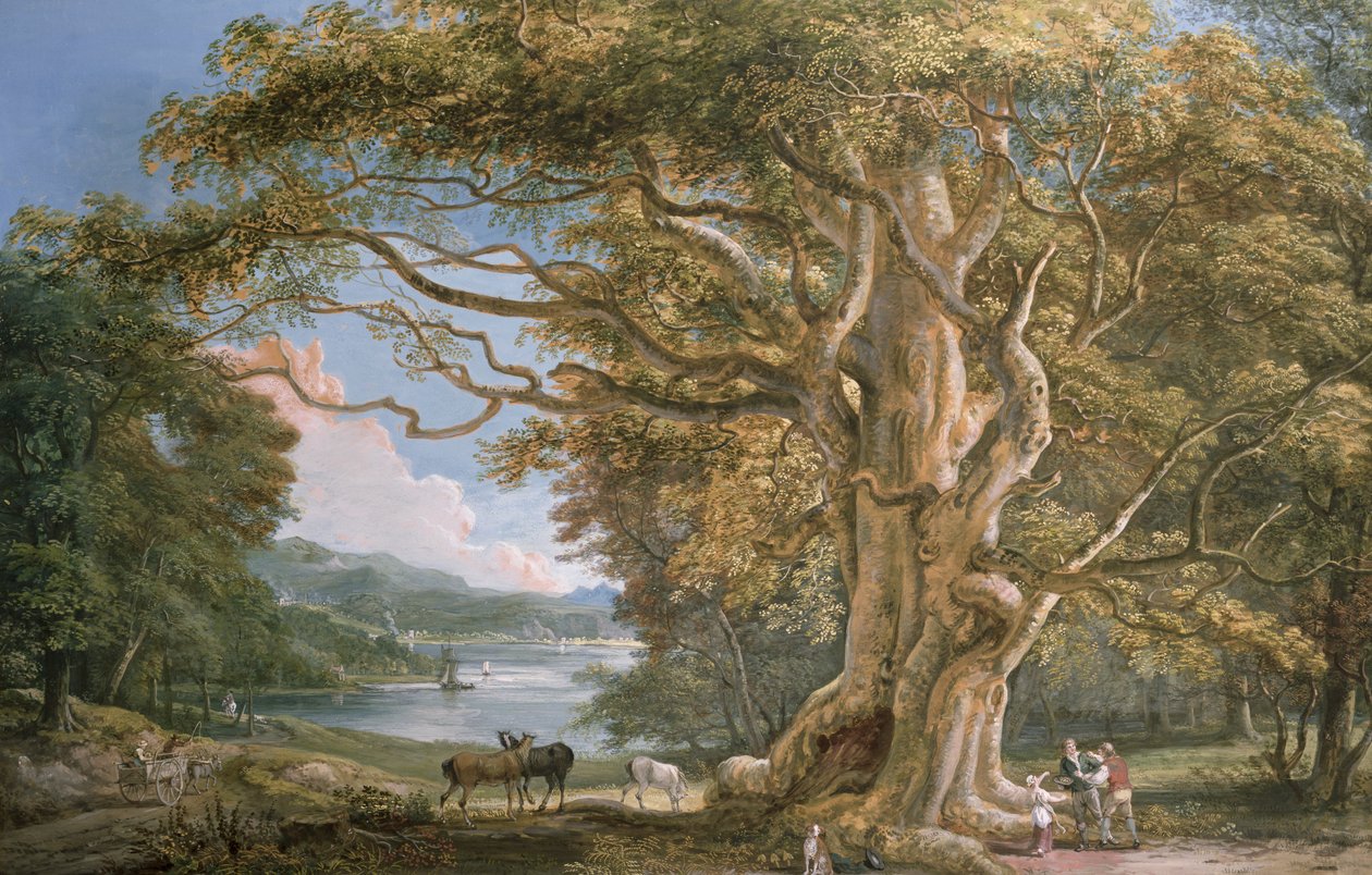 Gamle bøketre av Paul Sandby