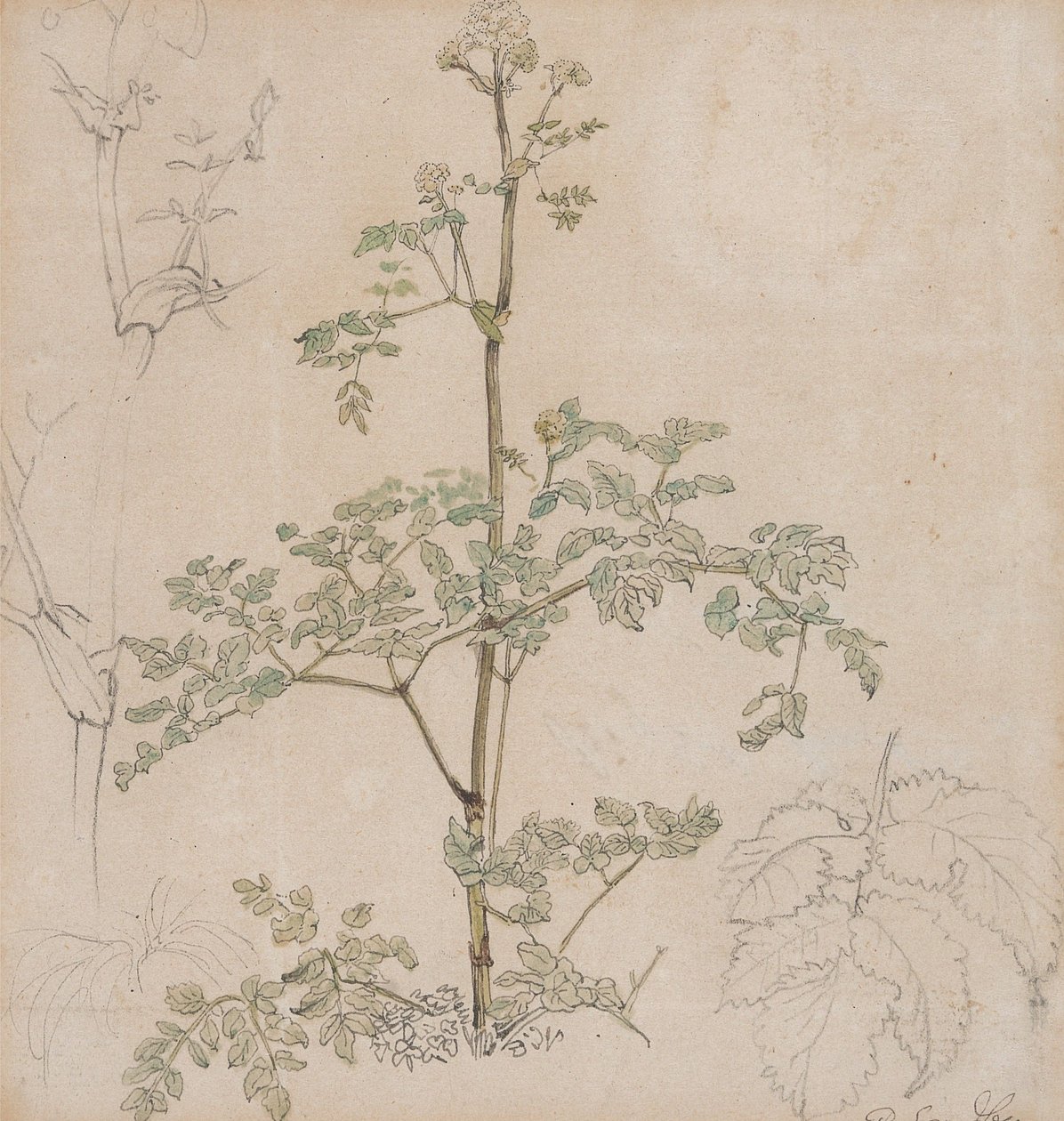 Studie av hundekjeks av Paul Sandby